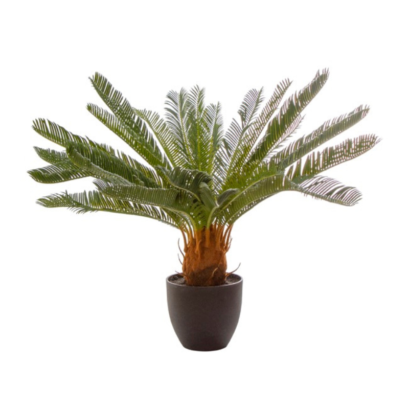Cycas Palm Pot Plant 