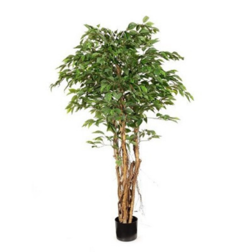 Ficus Tree 2
