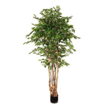 Ficus Tree 3