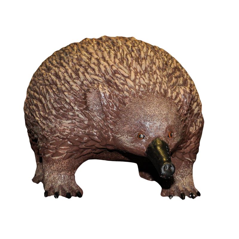 Echidna