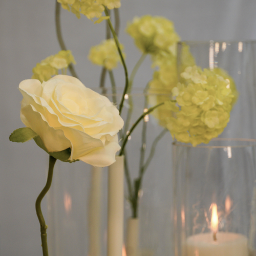 close up of white rose