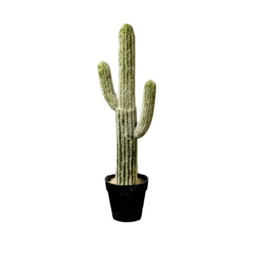 Cactus Plant