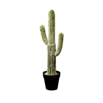 Cactus Plant 