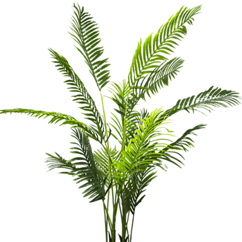 Areca Palm Pot Plant 2