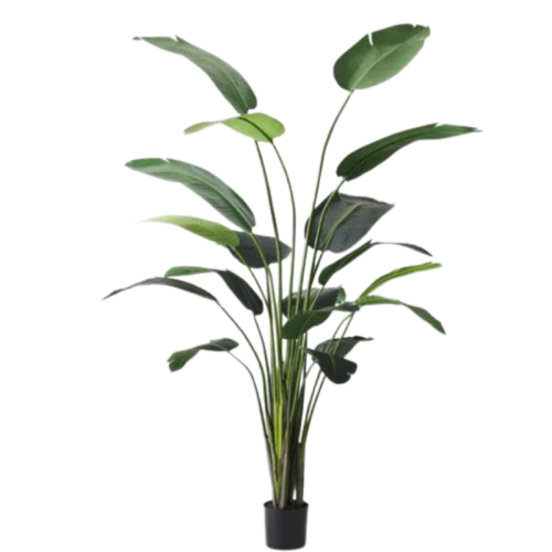 Bird of Paradise Plant 