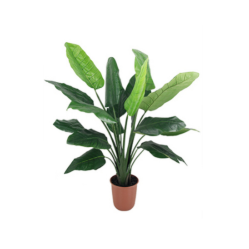 Bird of Paradise Plant  2