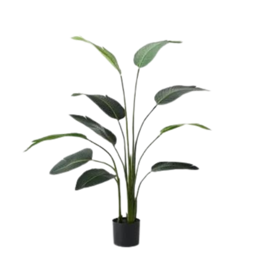 Bird of Paradise Plant  3