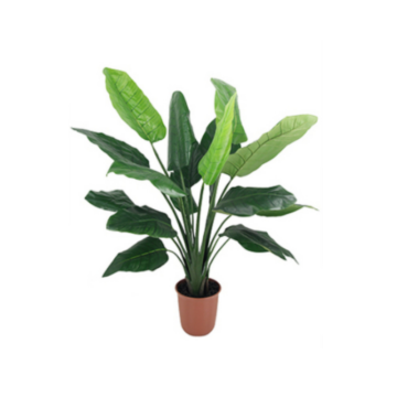 Bird of Paradise Plant  2